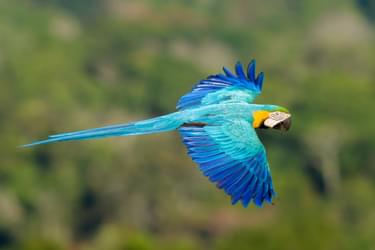 Blue and Gold Macaw By Jorge Lopes