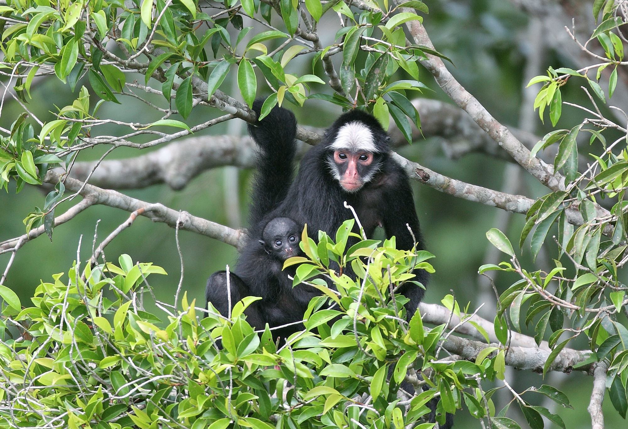 Macaco-aranha-de-cara-branca (Ateles marginatus), Dia 6 - F…