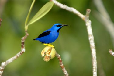Cristalino Jungle Lodge Purple honeycreeper Cyanerpes caeruleus Rudimar Cipriani 2
