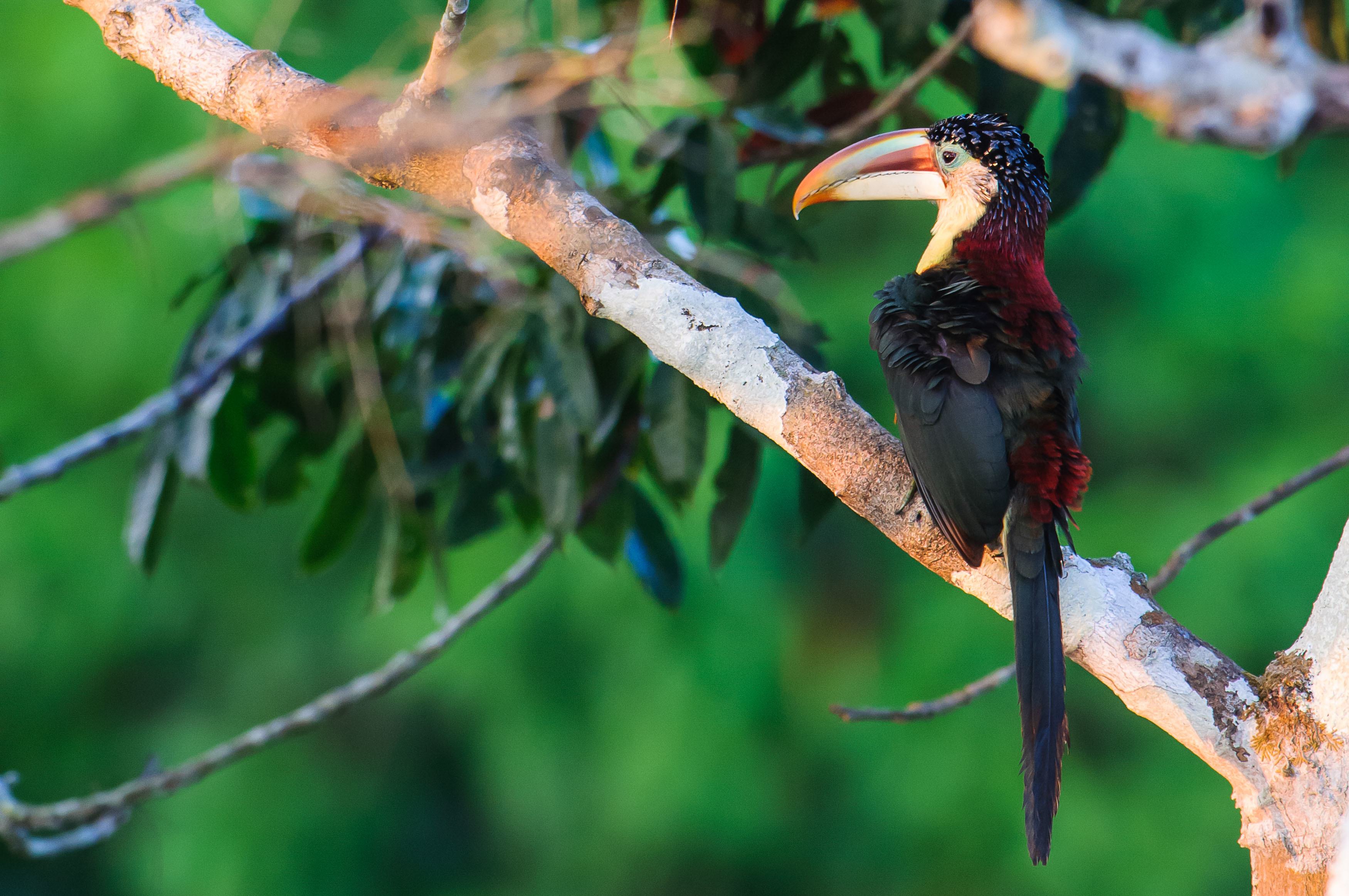 Macaco-aranha-de-cara-branca - Portal Amazônia