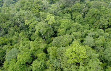 Cristalino Jungle Lodge Forest View Katia Kuwabara