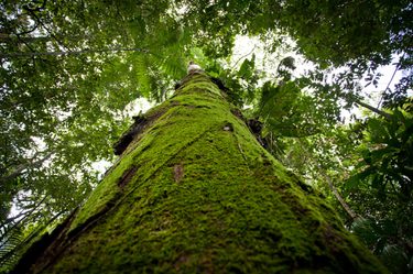 Cristalino Jungle Lodge Tree Samuel Melim