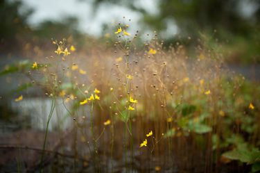 Cristalino Jungle Lodge Flowers Samuel Melim 2