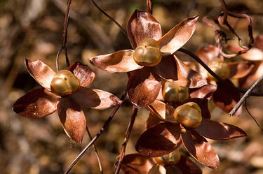 Cristalino Jungle Lodge GPAF 063 Gustavo Pedro L de Paula