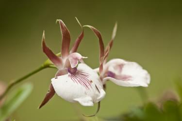 Cristalino Jungle Lodge Wild Orchid Samuel Melim